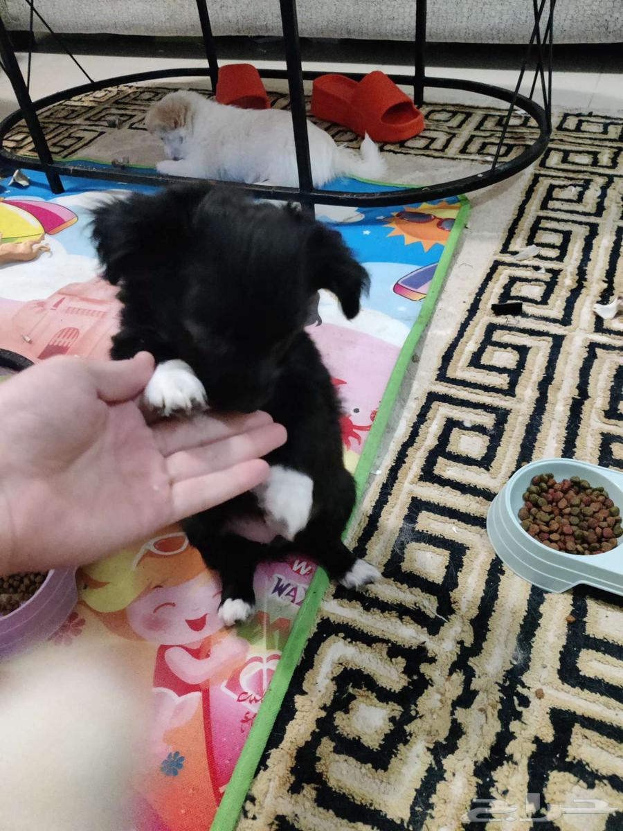كلاب صغيرة (جرو) للبيع63500308023938113