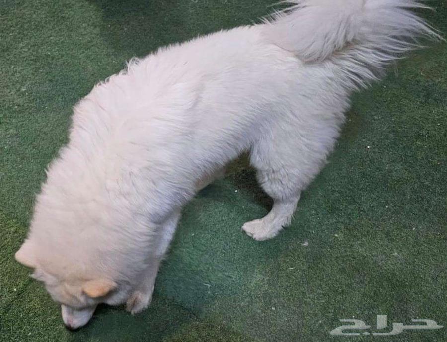 Male Husky with long hair for sale63152969097603114