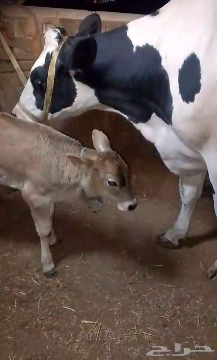 بقره للبيع631469433756171127