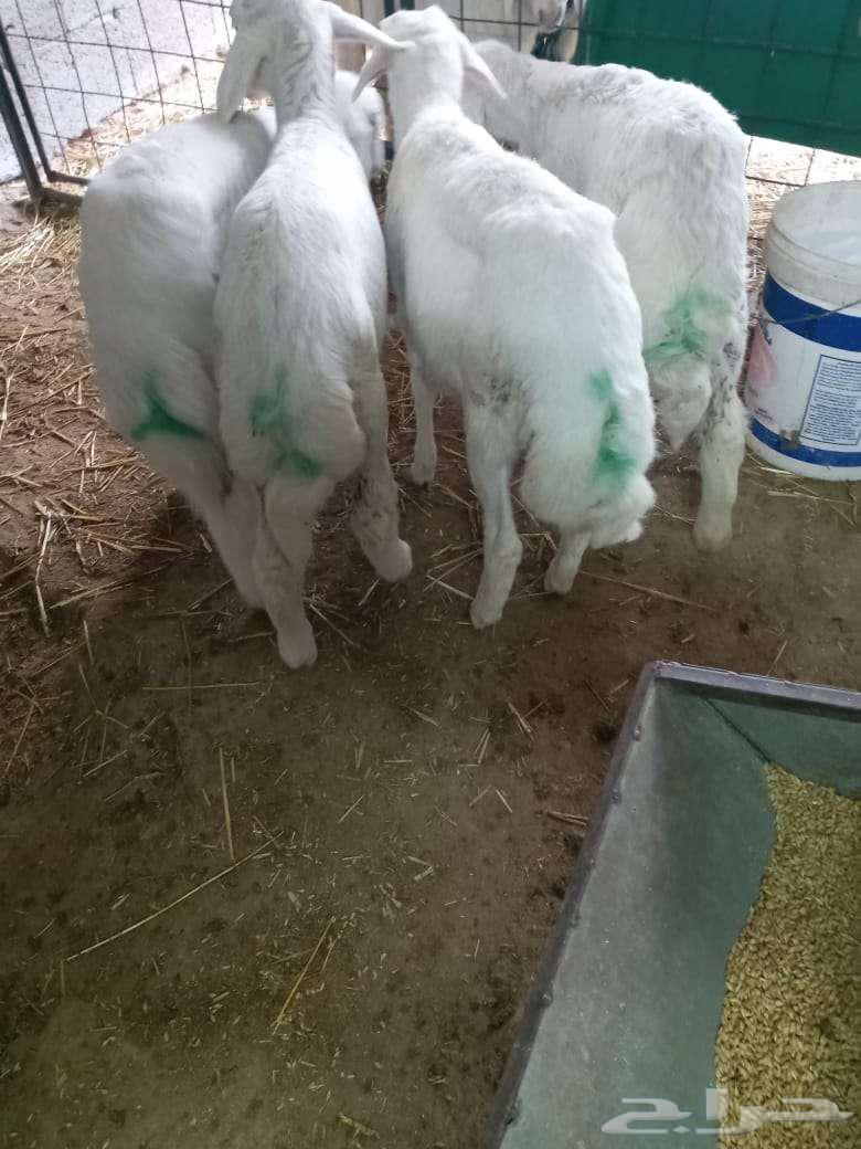I have the fourth litter for sale (sold).63149338297601113