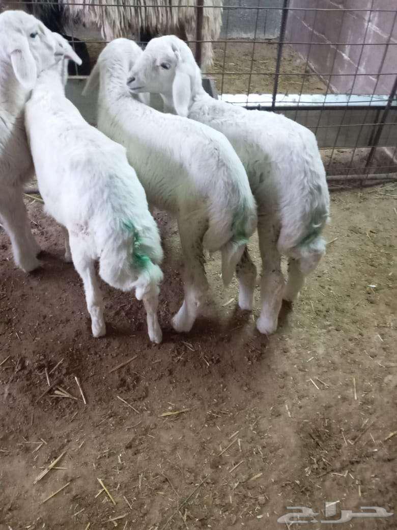 I have the fourth litter for sale (sold).63149338297601111