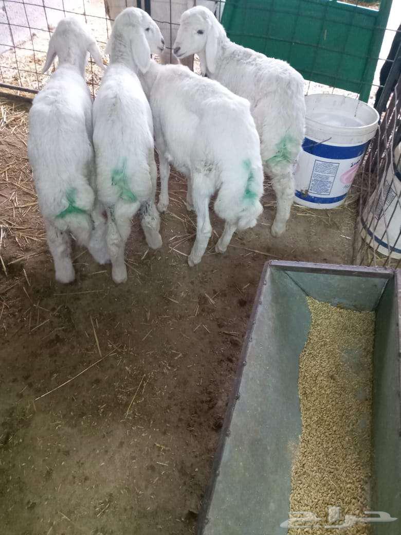 I have the fourth litter for sale (sold).63149338297601114