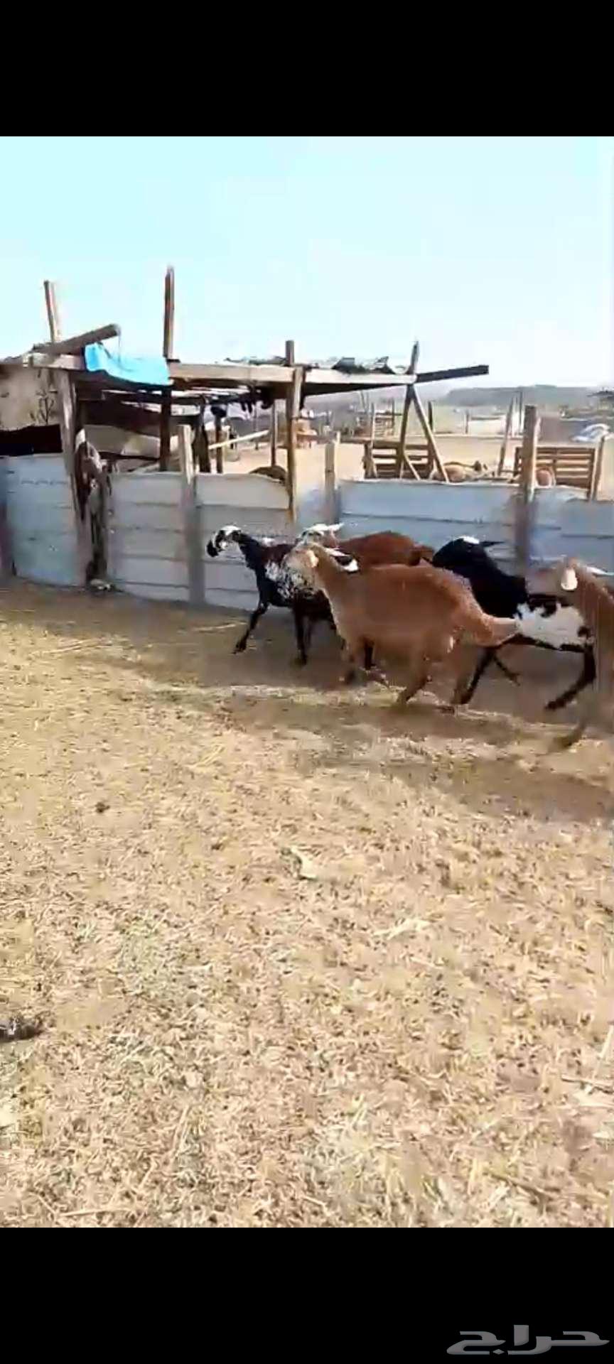 Mezah Khulafat. And side.. And a male sheep facing me. And sheep from Suakin63149326343426113