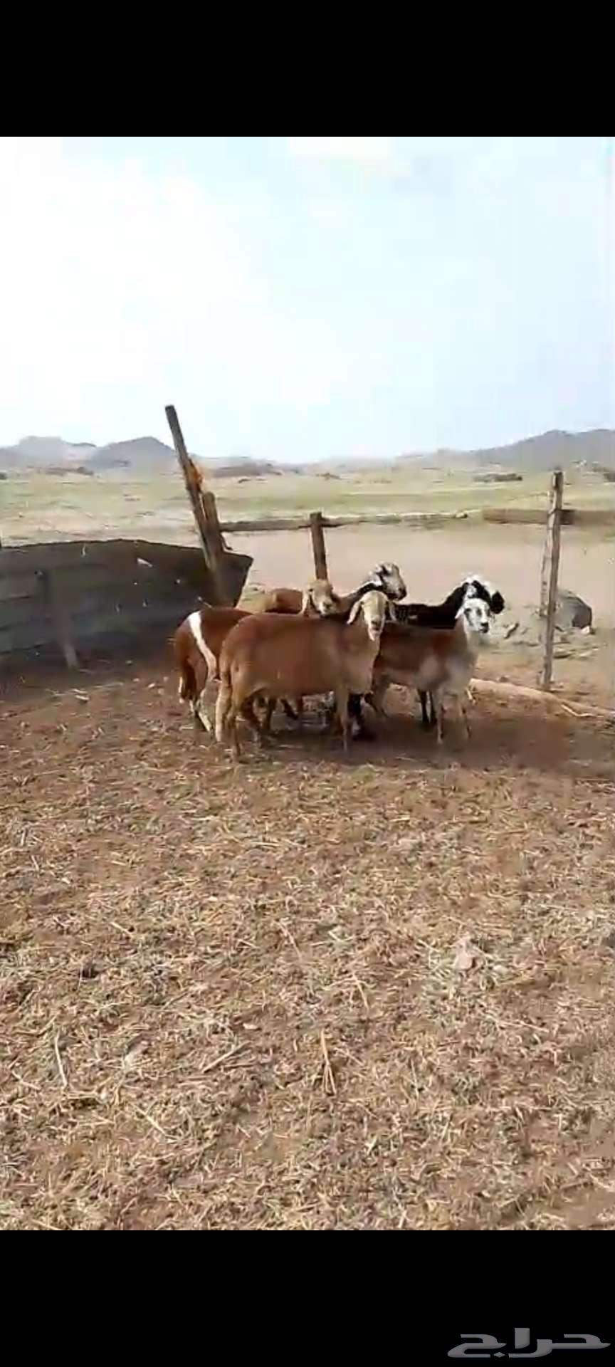 Mezah Khulafat. And side.. And a male sheep facing me. And sheep from Suakin63149326343426112