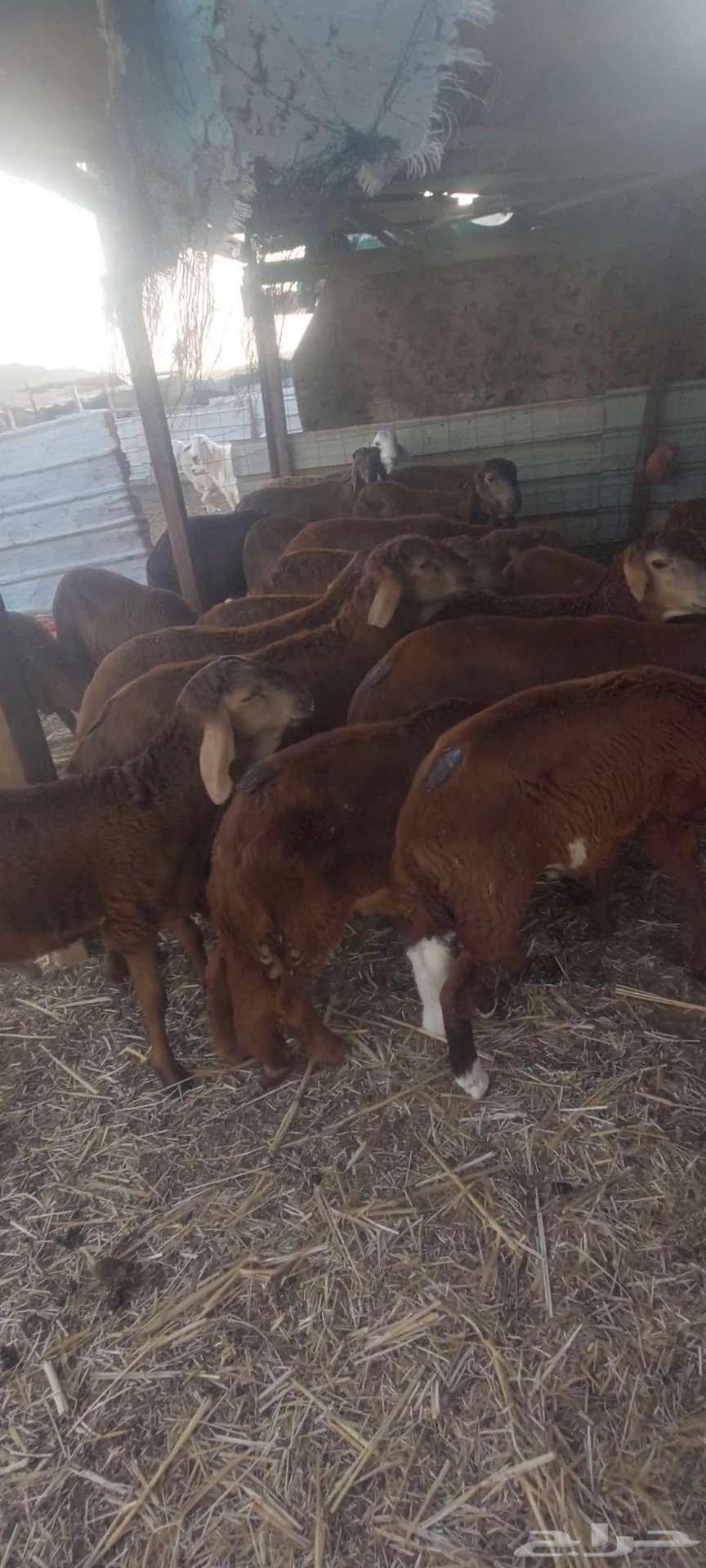 Suitable racks for refrigerator. Goats and jafar bishiat63149334343555112