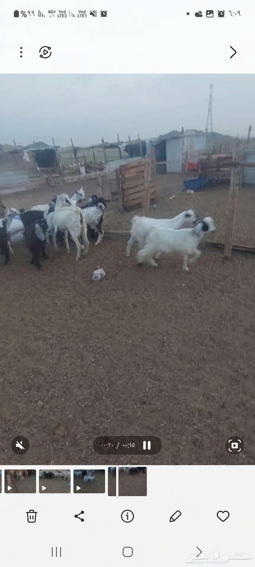 Suitable racks for refrigerator. Goats and jafar bishiat63149334343555113