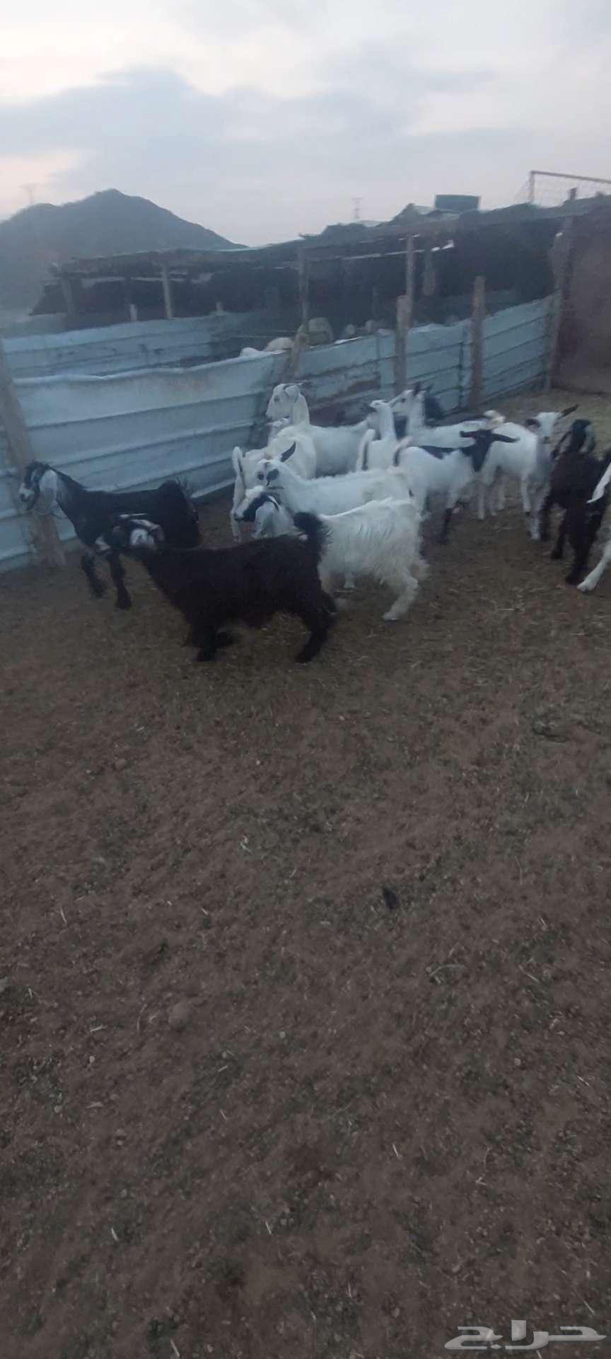 Suitable racks for refrigerator. Goats and jafar bishiat63149334343555114