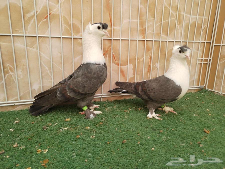 ستة أجواز لبناني63149795595009111