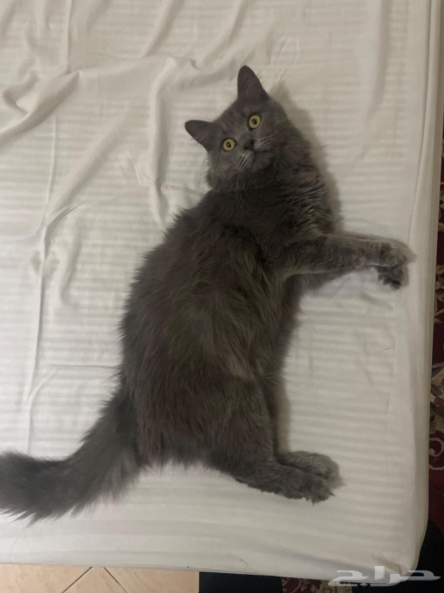 Shirazi cat631469826201611128