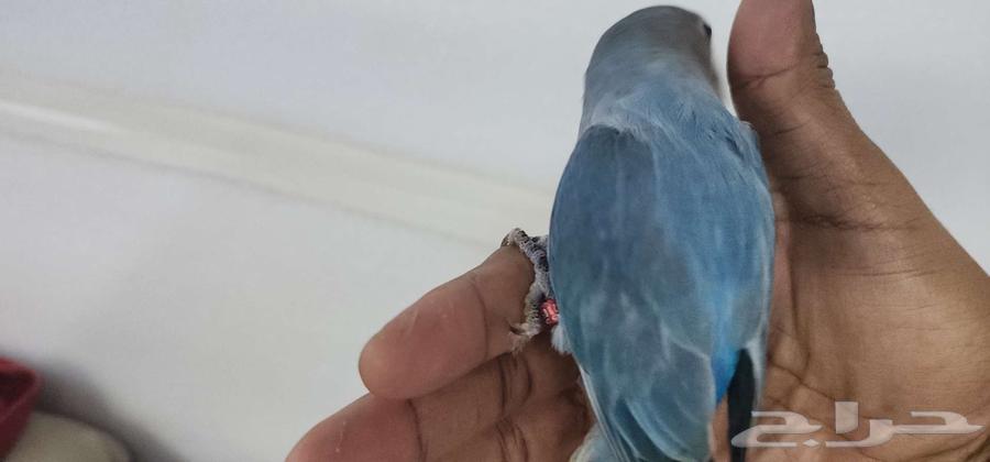 روز اليف مناسب للصغار والكبار63470361563522112