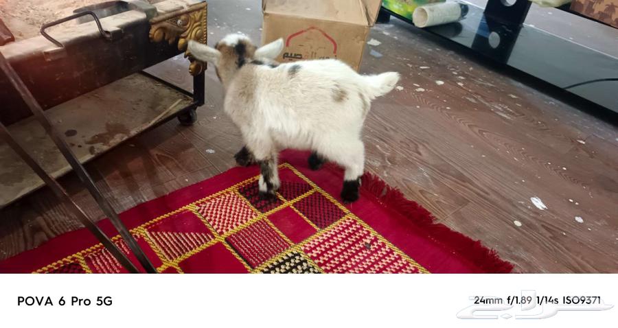 Dwarf goat63145573515522111