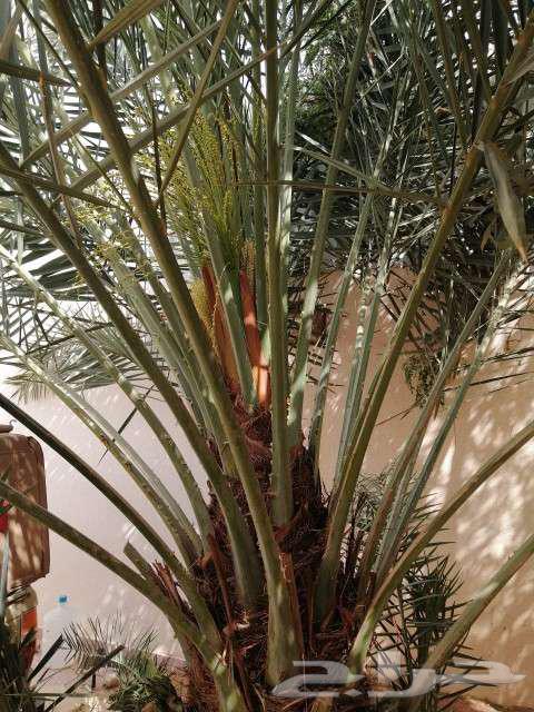 واشنطني ونخيل عربي للبيع63144655791233112