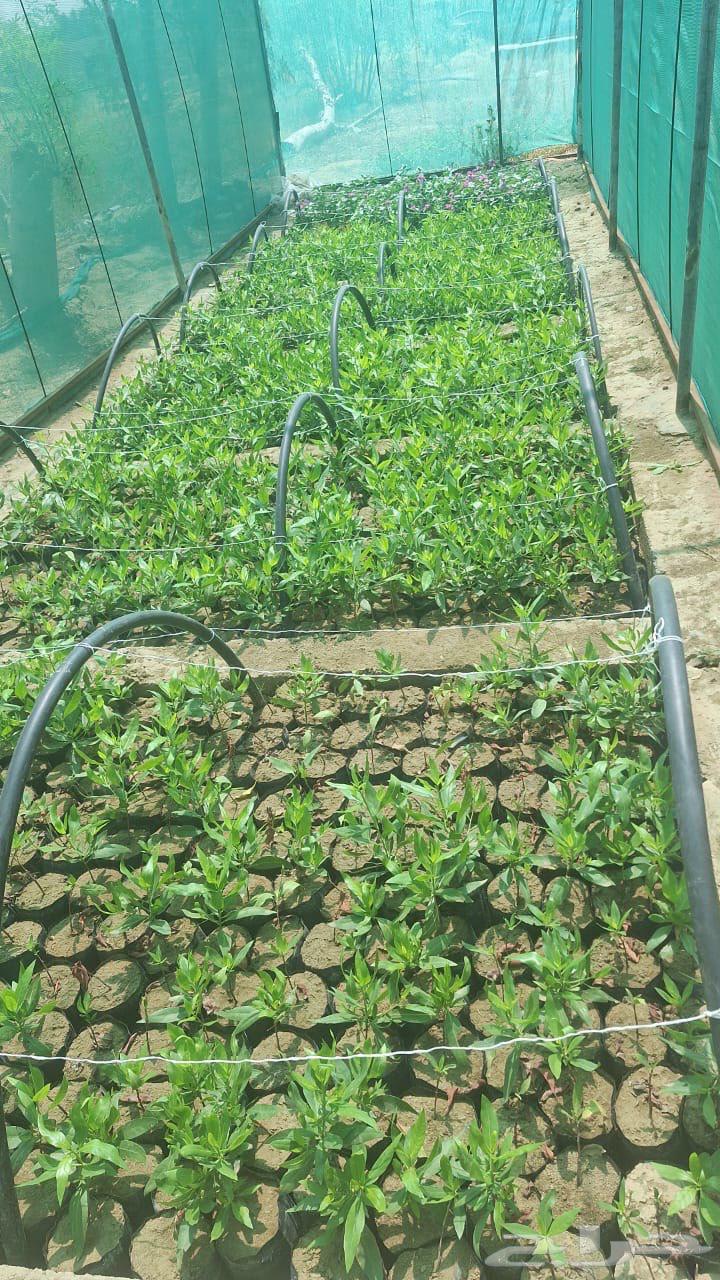 Nursery selling roses and agricultural seedlings of all kinds63141892087297112