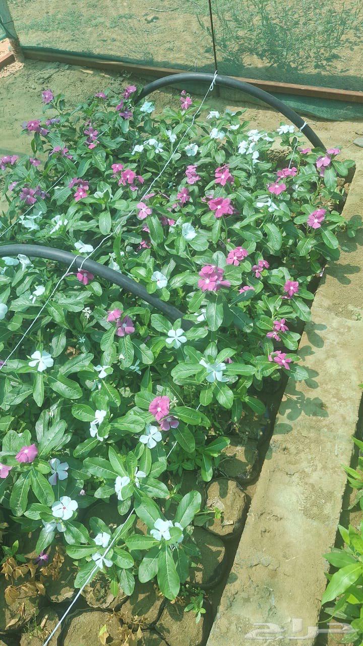 Nursery selling roses and agricultural seedlings of all kinds63141892087297113