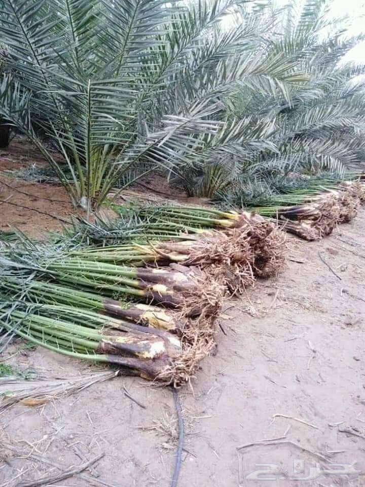 واشنطني ونخيل عربي للبيع631446557912331123