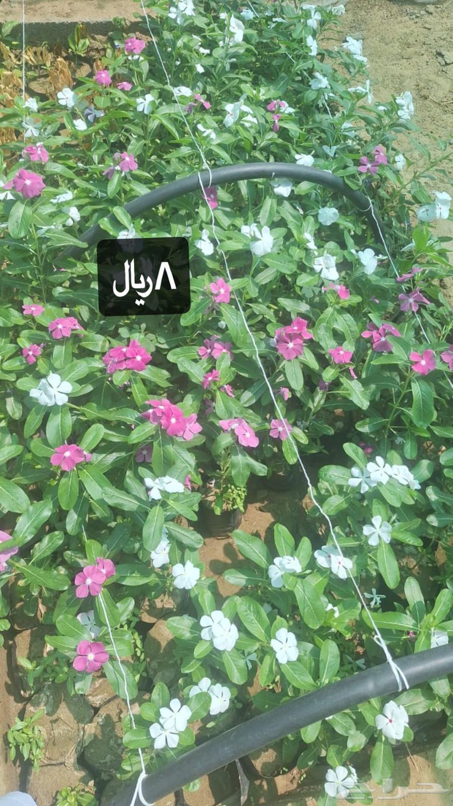 Nursery selling roses and agricultural seedlings of all kinds631418920872971113