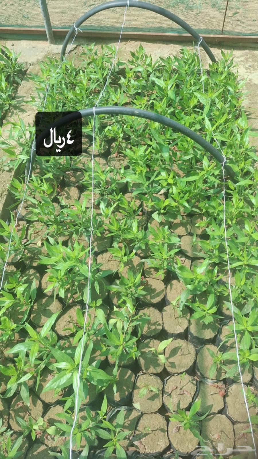 Nursery selling roses and agricultural seedlings of all kinds63141892087297111