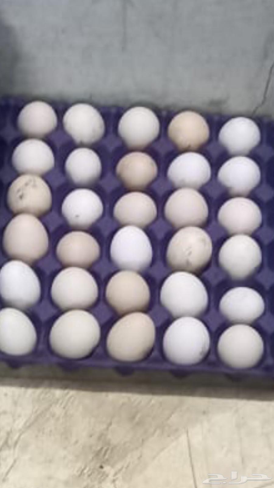 Fertilized local chicken eggs63143251575297119