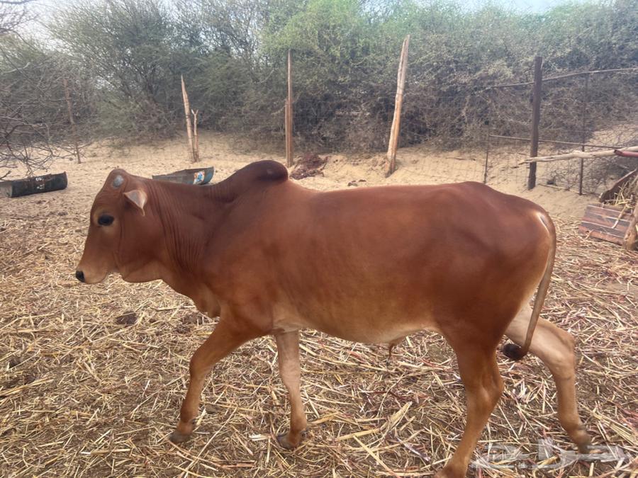 I have local fattened sheep and goats.63142814739331113