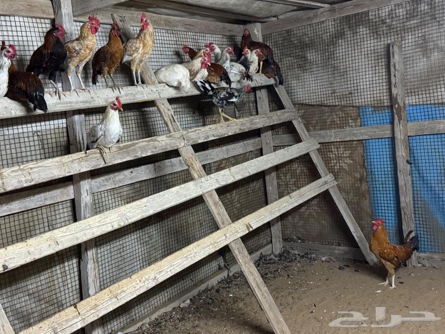 My roosters63496472002689112