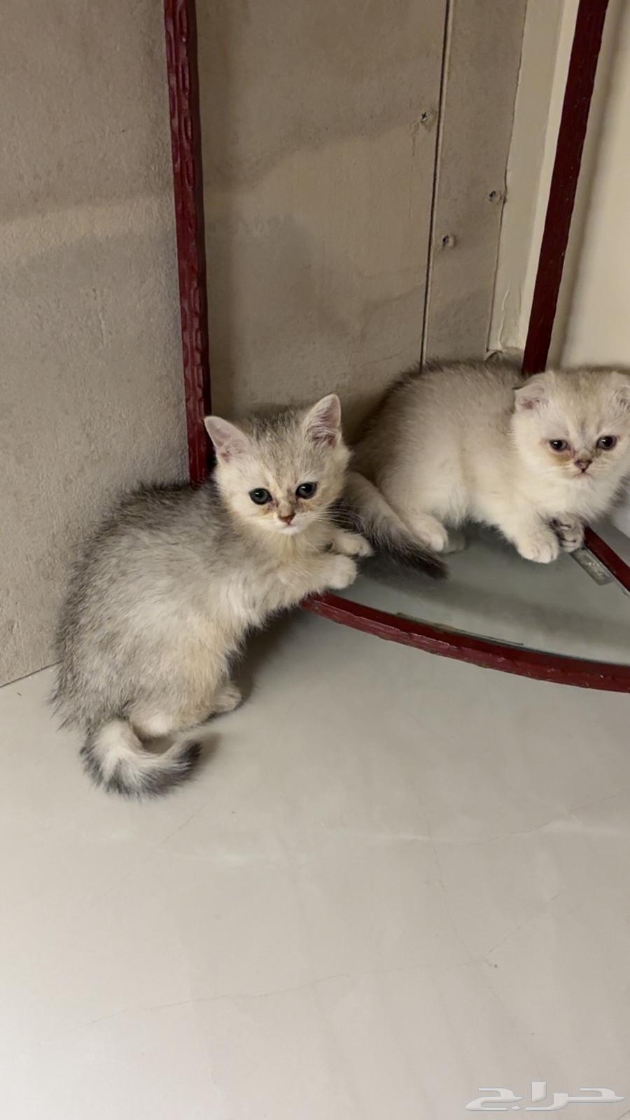 Scotch Street, two months old63173244375427111