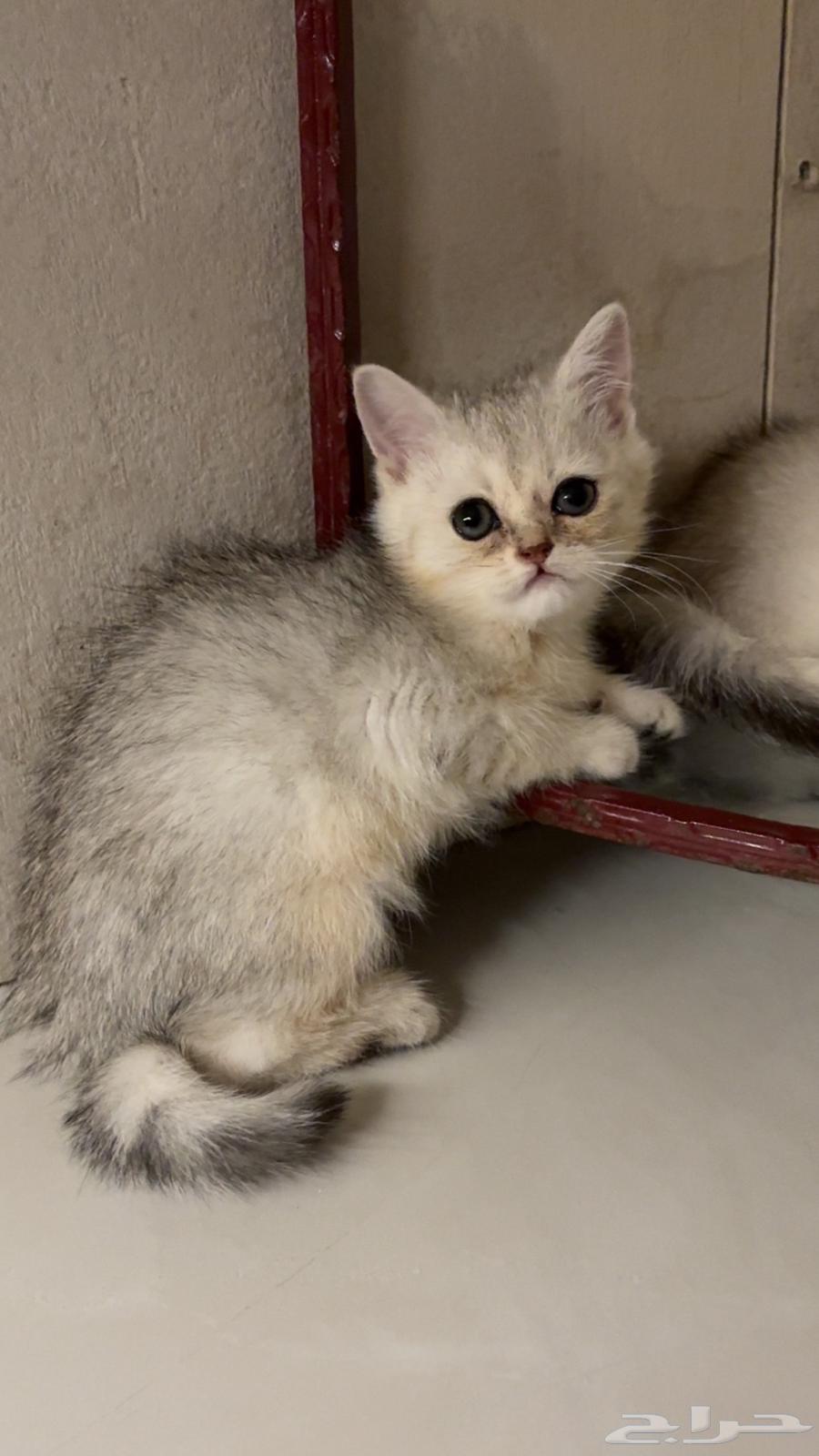 Scotch Street, two months old63173244375427112
