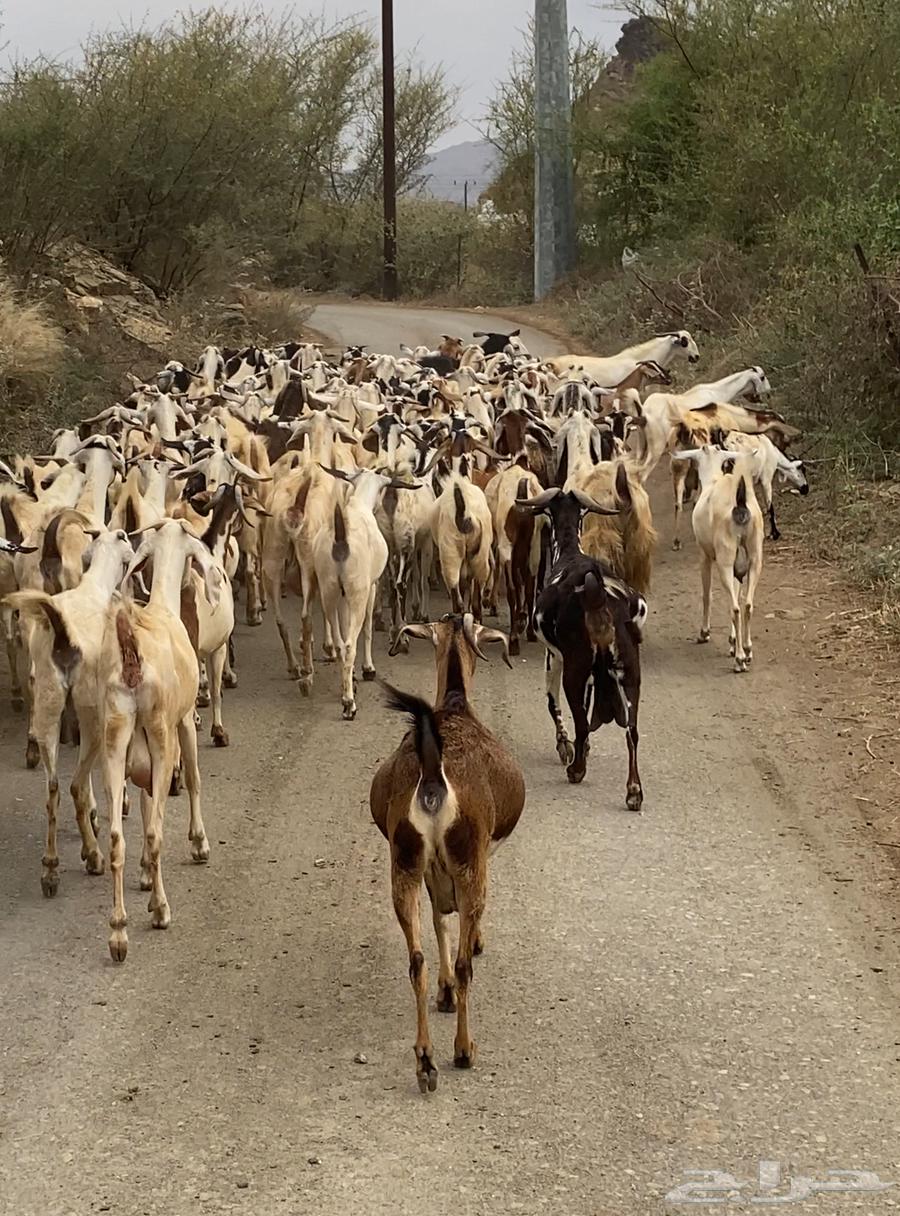 66 goats, 47 of them males (males)63138946854403113