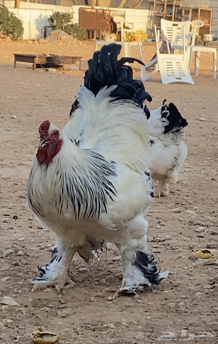 Both were Colombian, Dick and three VIP chickens came out631347500715541126