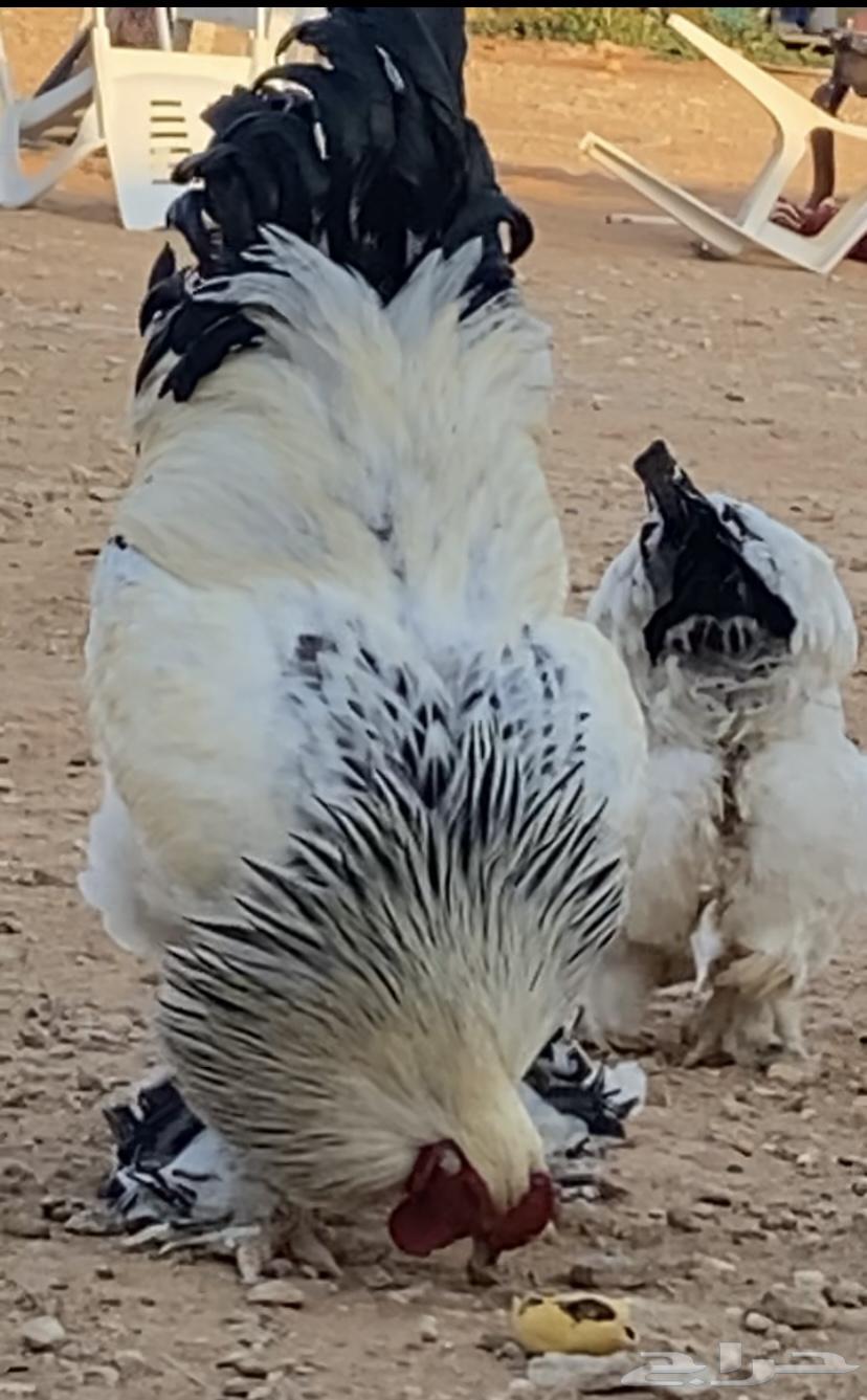 Both were Colombian, Dick and three VIP chickens came out63134750071554113