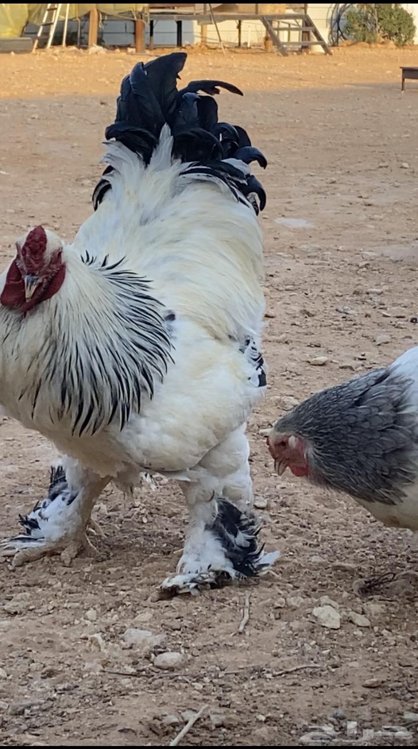 Both were Colombian, Dick and three VIP chickens came out63134750071554111