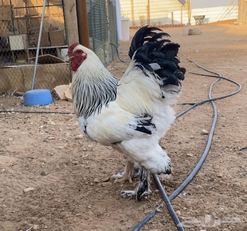 Both were Colombian, Dick and three VIP chickens came out63134750071554112