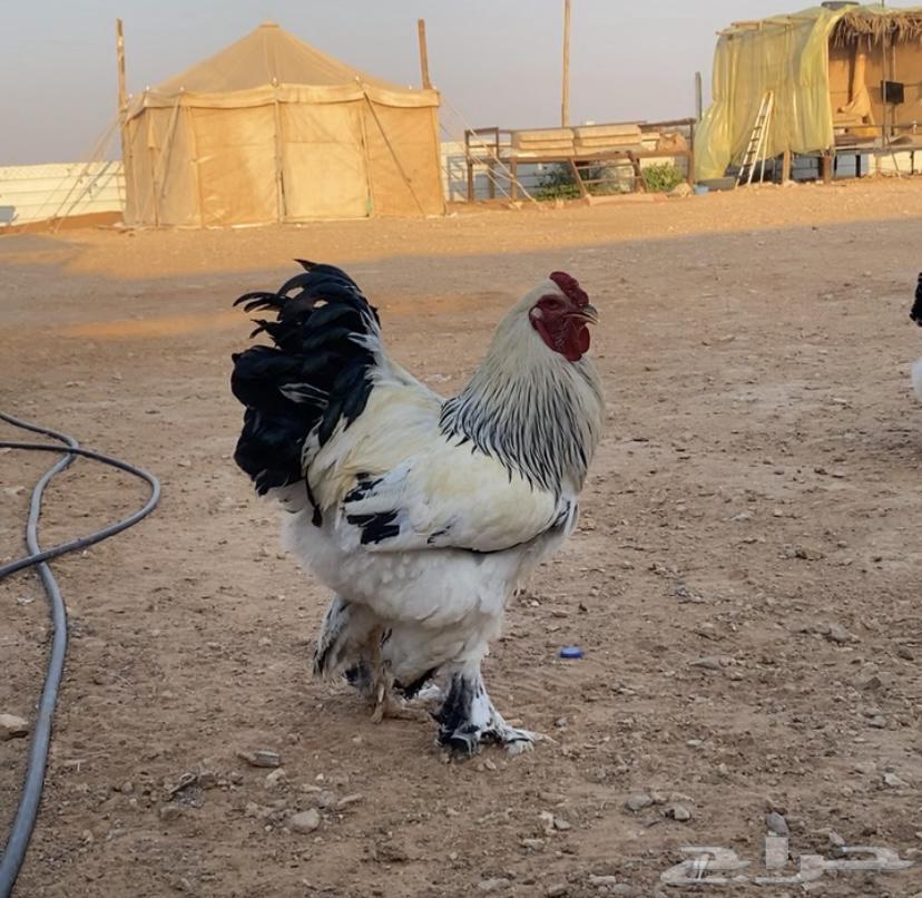 Both were Colombian, Dick and three VIP chickens came out63134750071554114