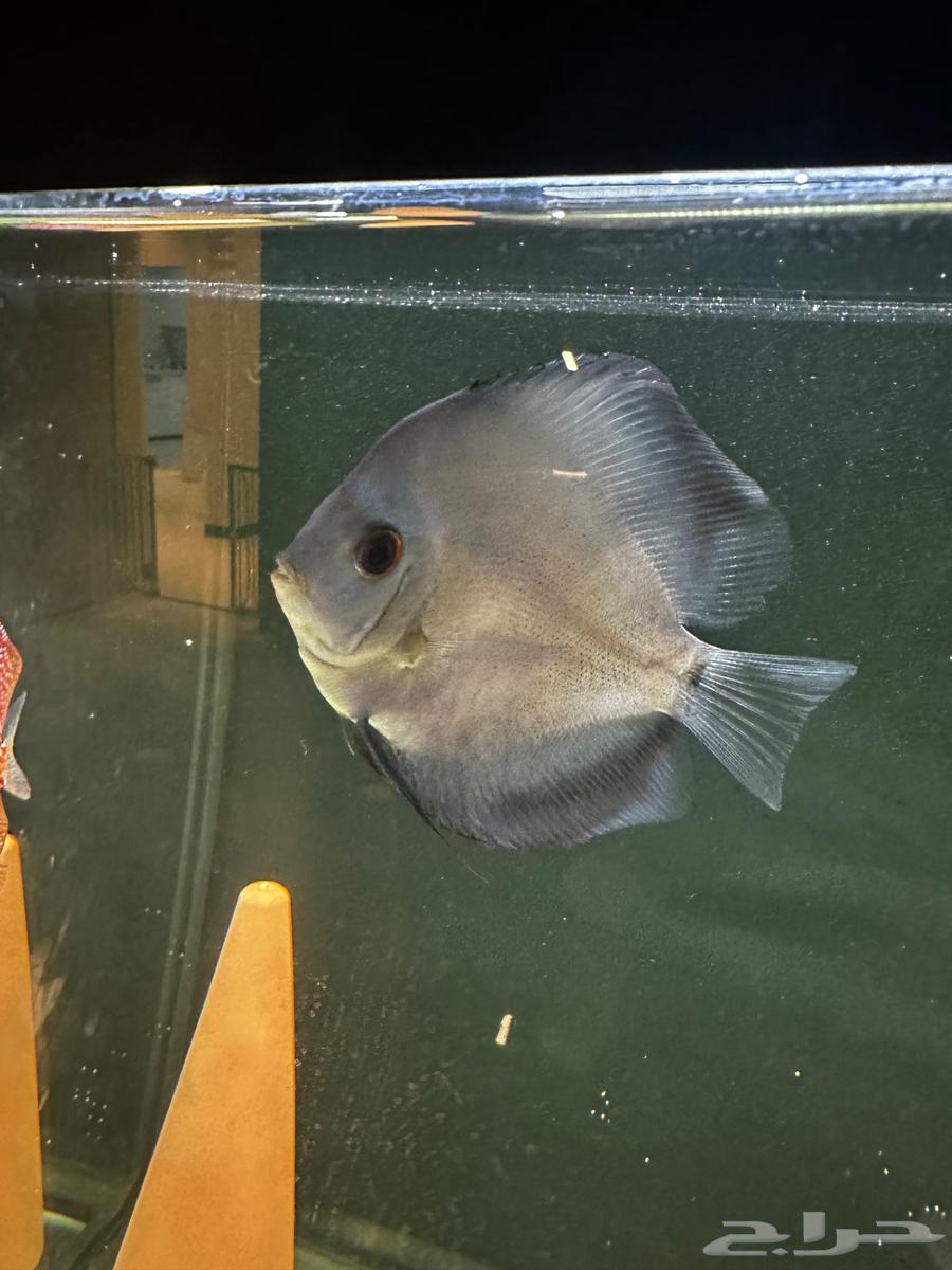 Ornamental fish for sale discus63135255788674111