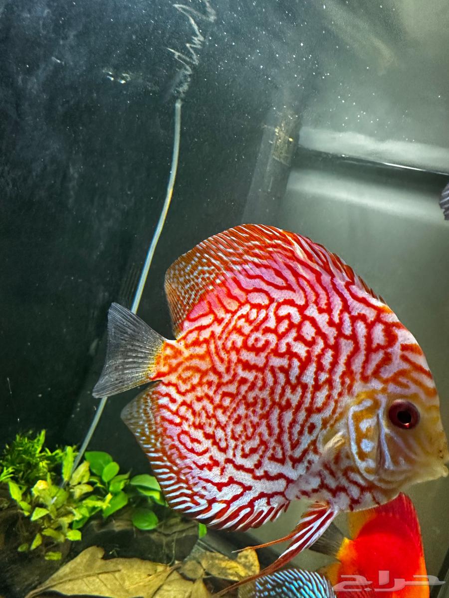 Ornamental fish for sale discus63135255788674113