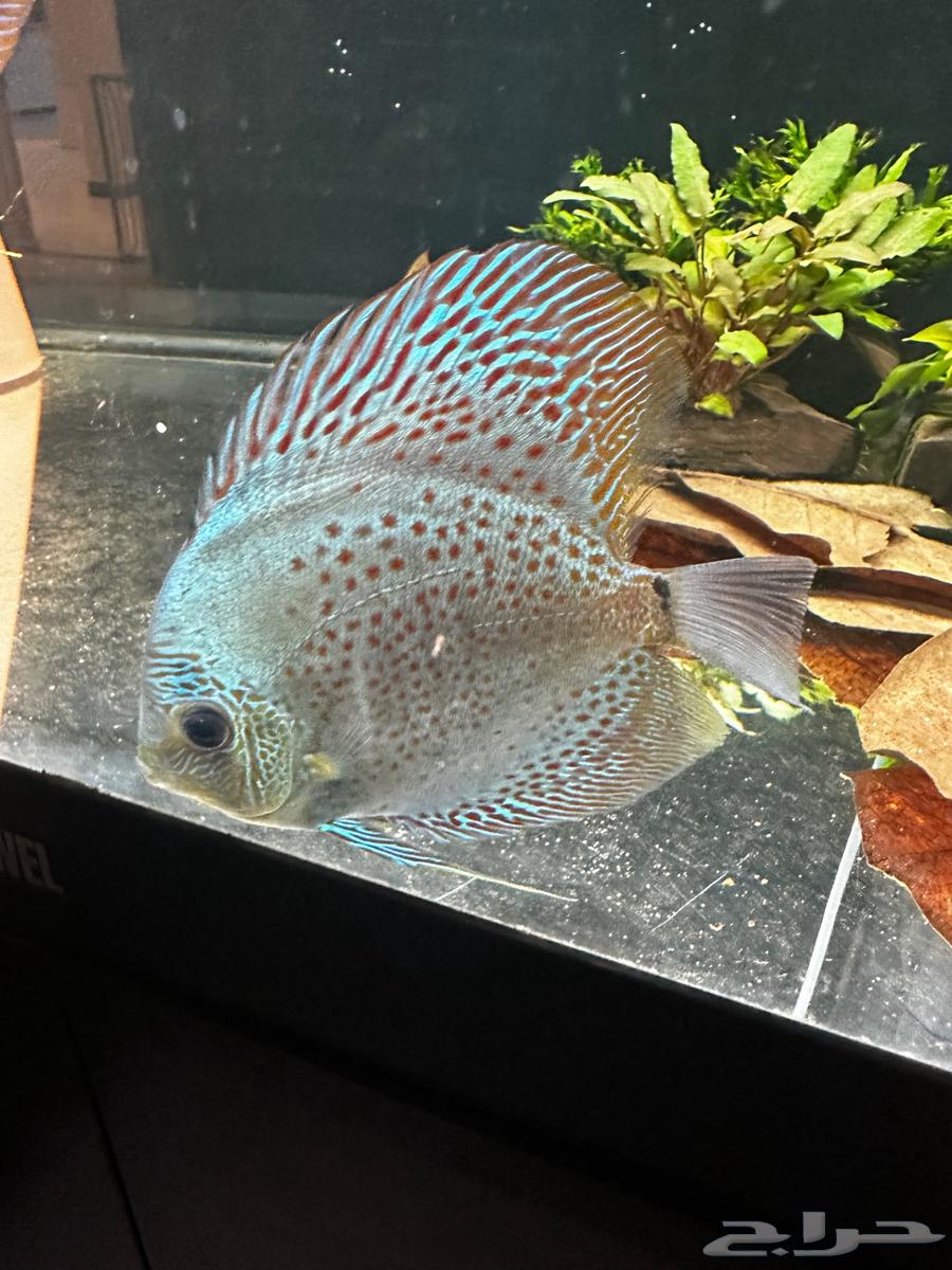 Ornamental fish for sale discus63135255788674112