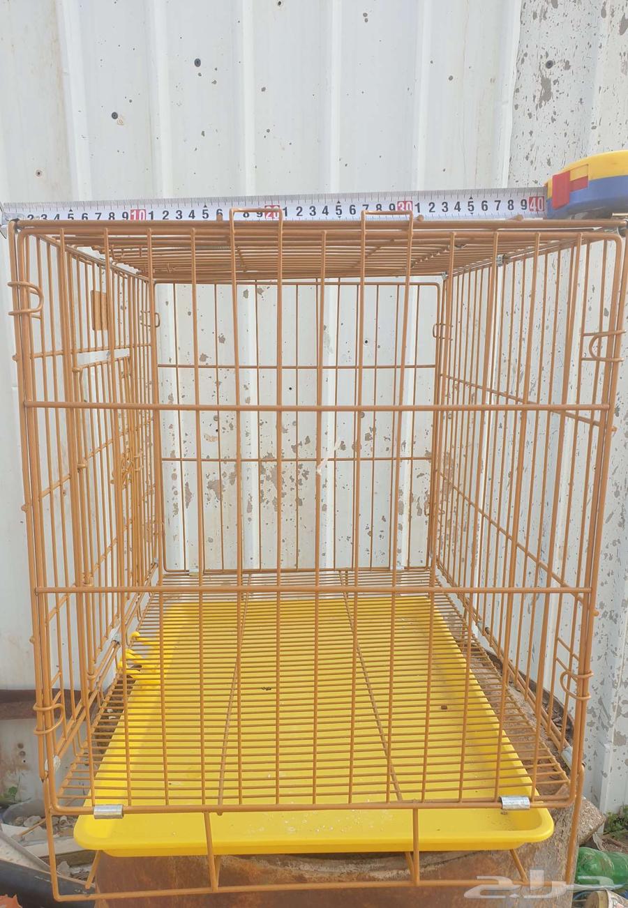 Bird or cat net63493607236610113