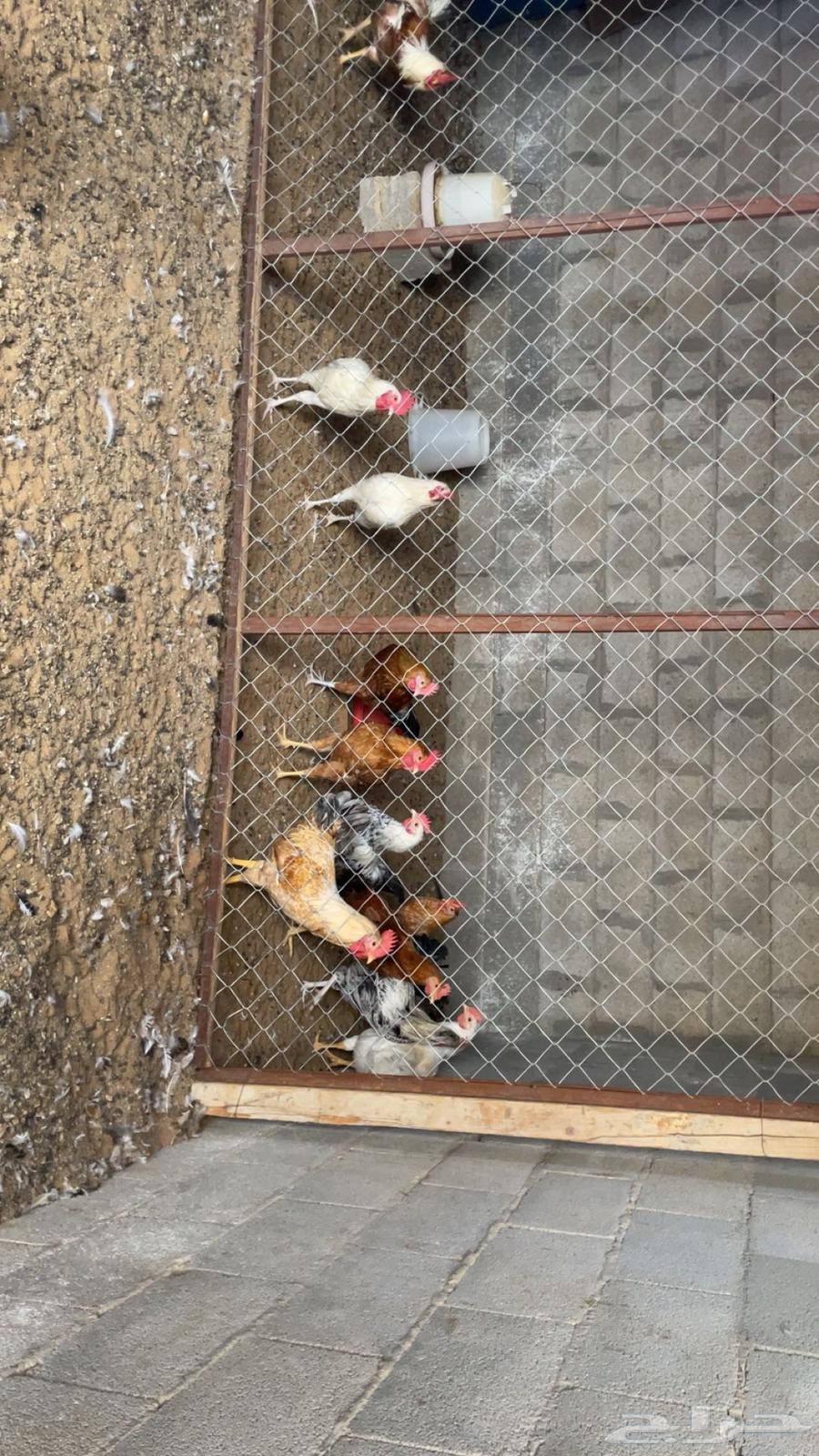 My roosters, a rooster63131503577729113