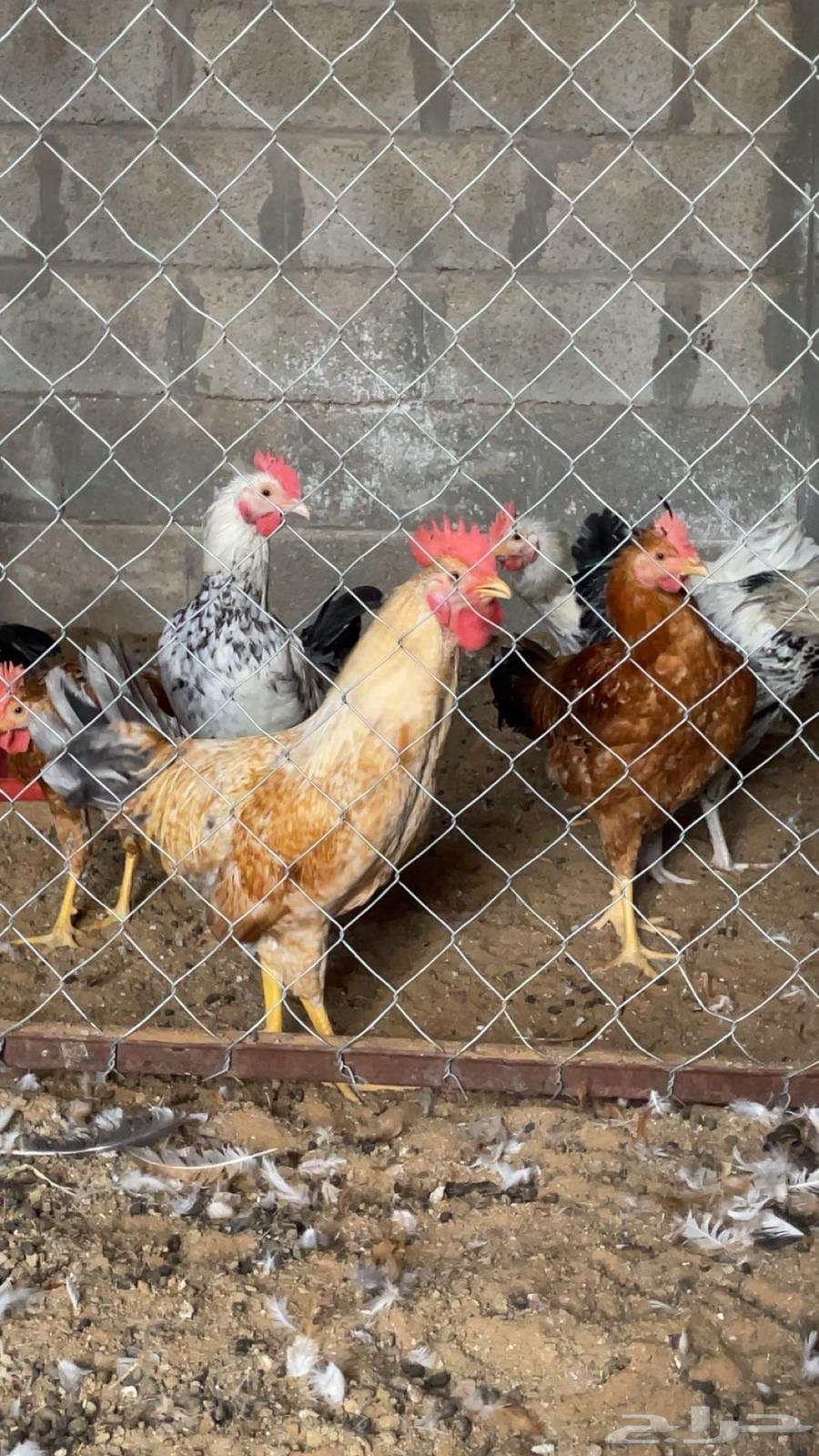 My roosters, a rooster63131503577729111