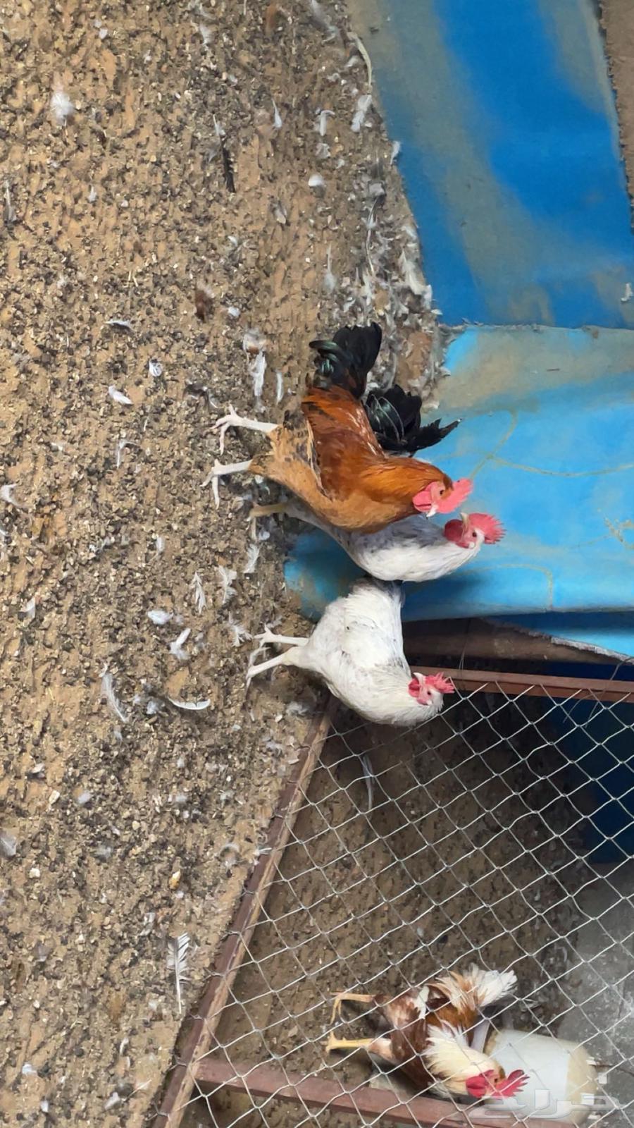 My roosters, a rooster63131503577729112