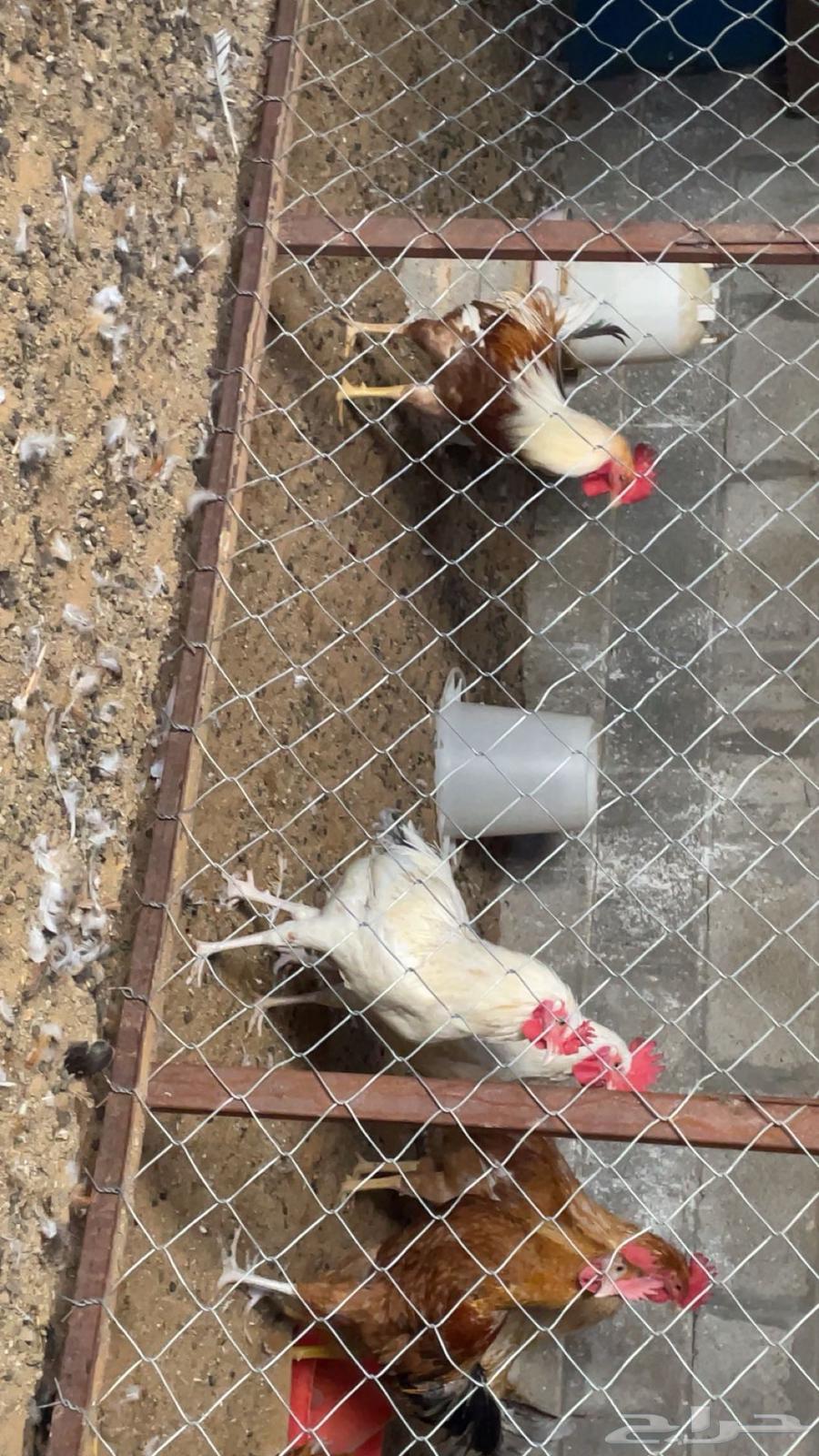 My roosters, a rooster63131503577729114