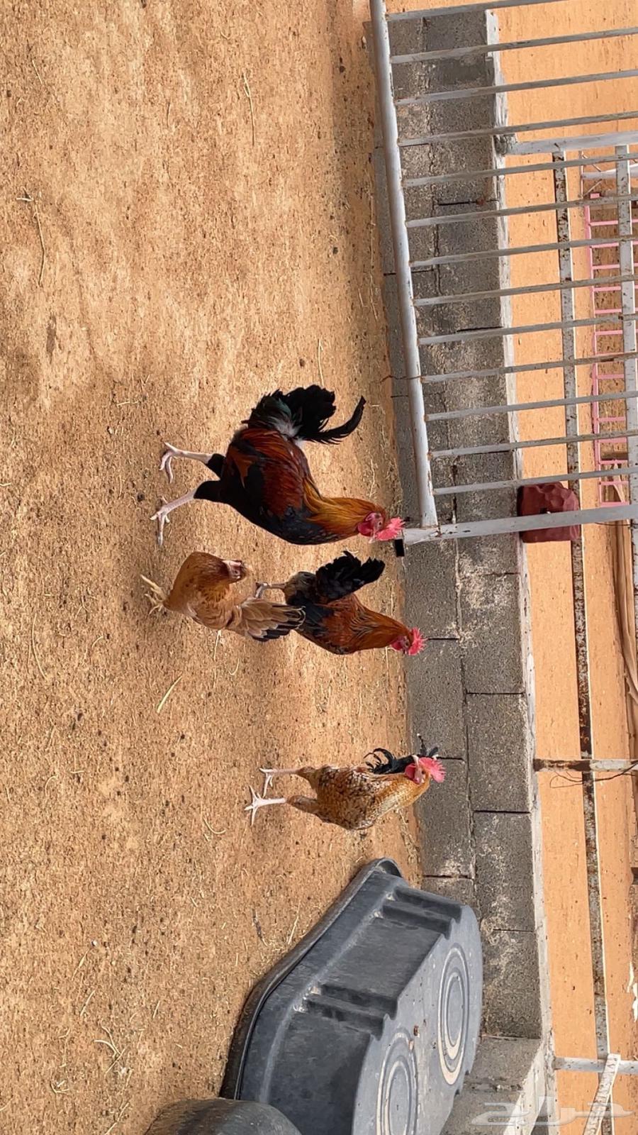 Local chickens and roosters63130274101251114