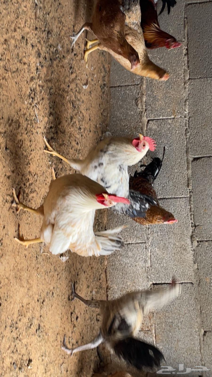 Local chickens and roosters63130274101251113