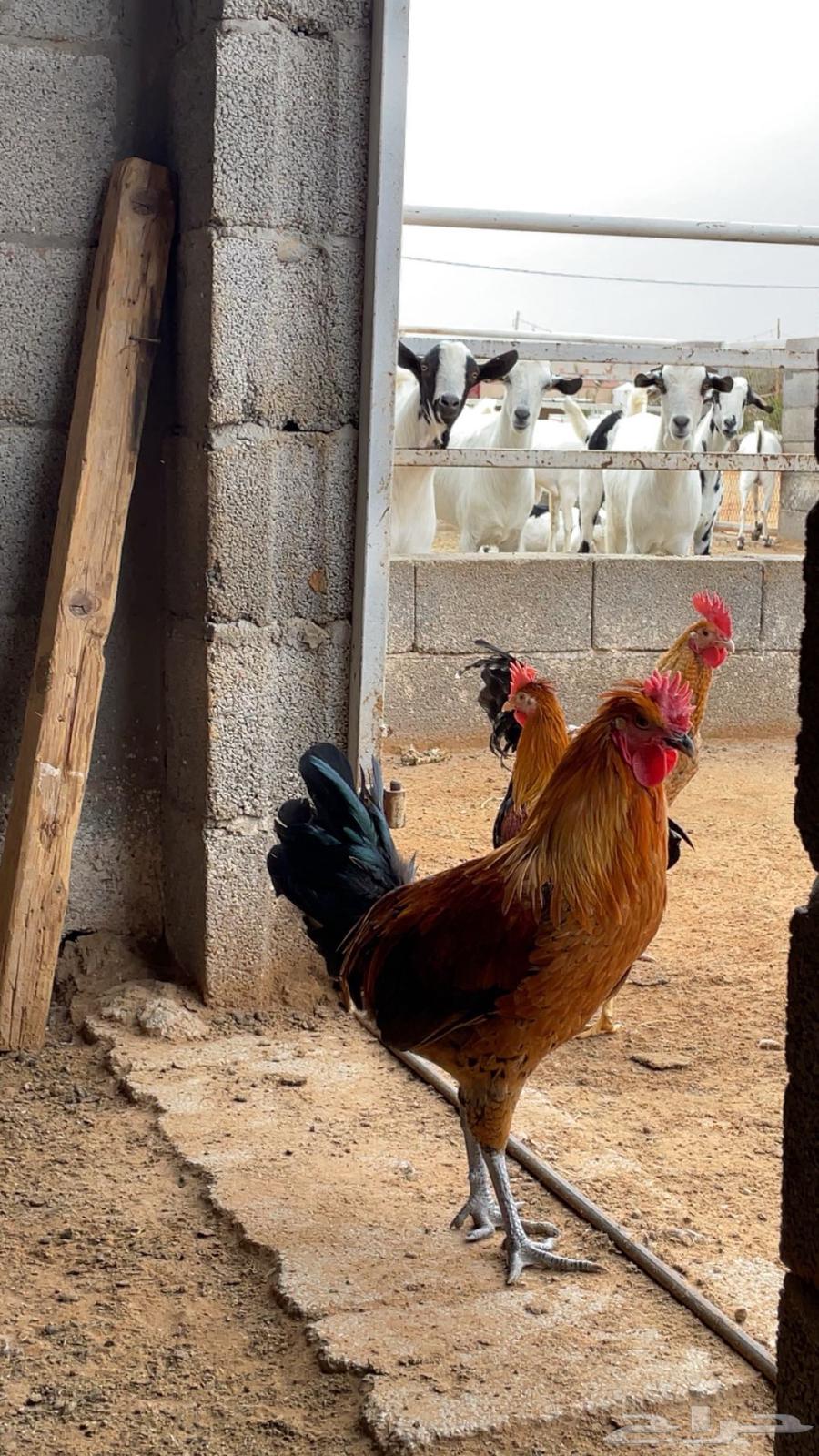 Local chickens and roosters63130274101251111