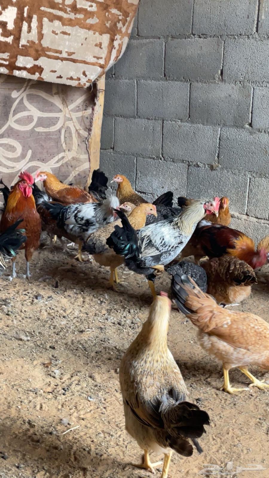 Local chickens and roosters63130274101251112