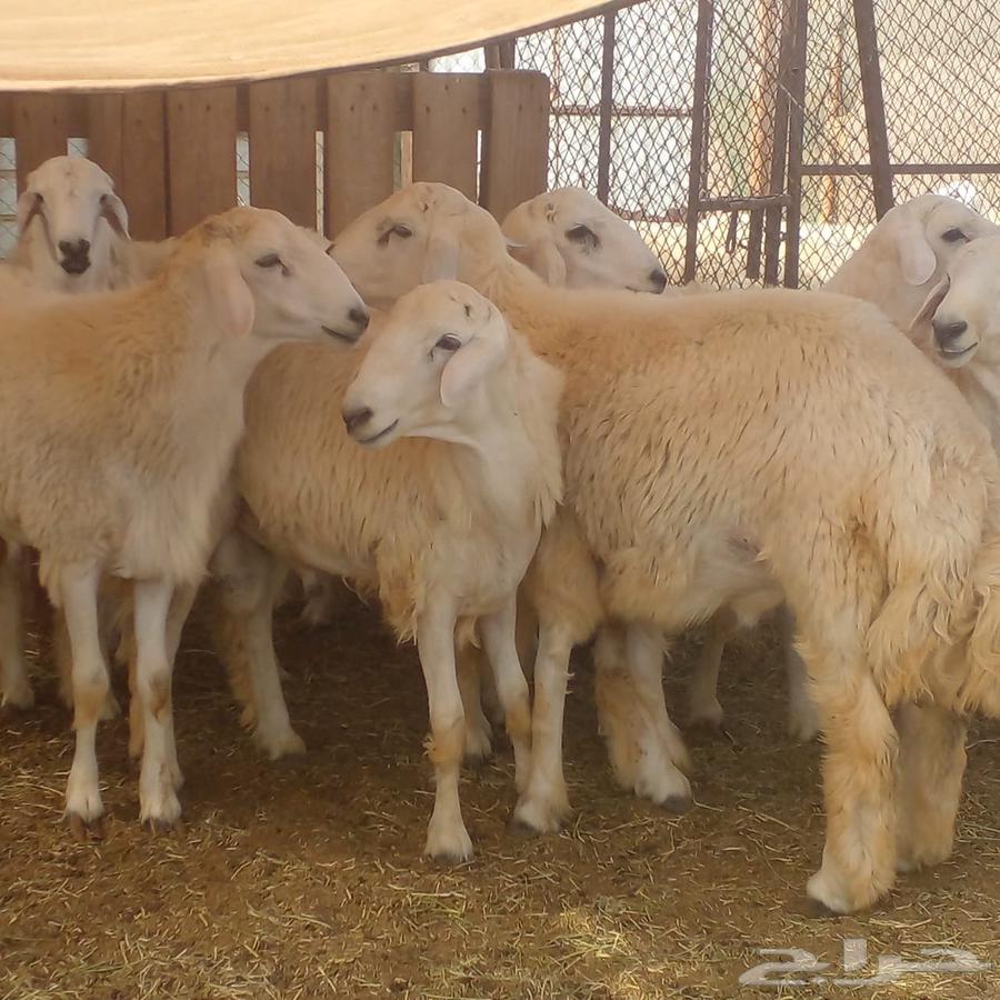 Italian for sale63489193172866111