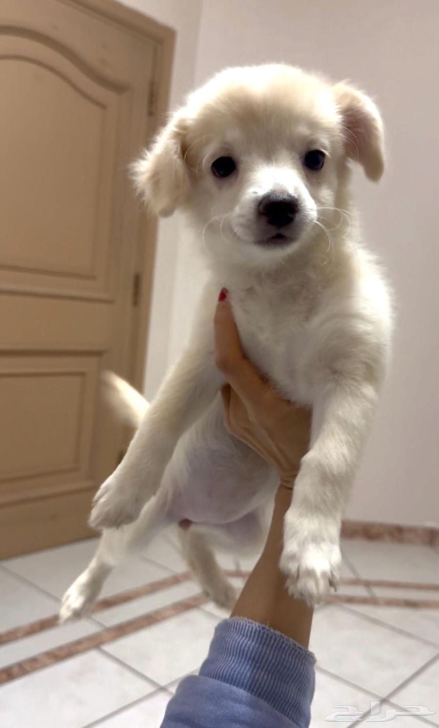 She has a two-month-old dog. A female Chihuahua. Vaccinated.63117382353281111