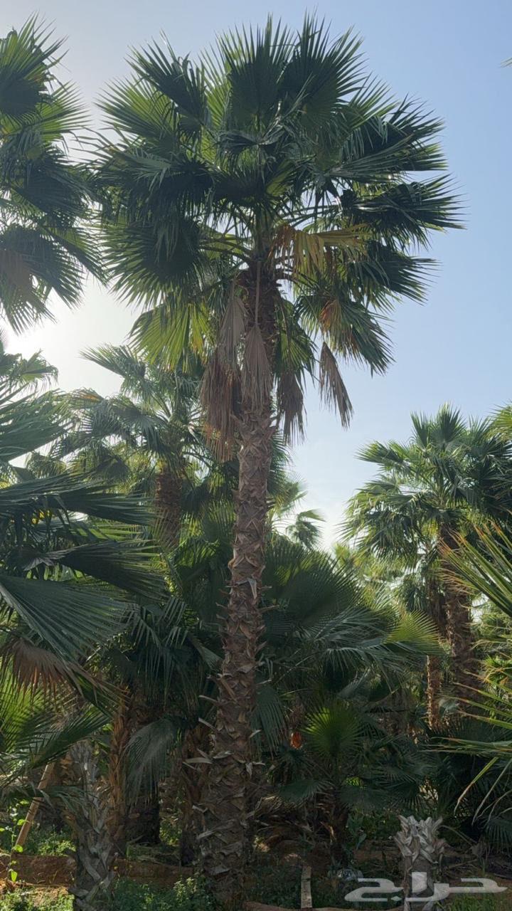 زراعه نخل واشنطونيا63112695857281113