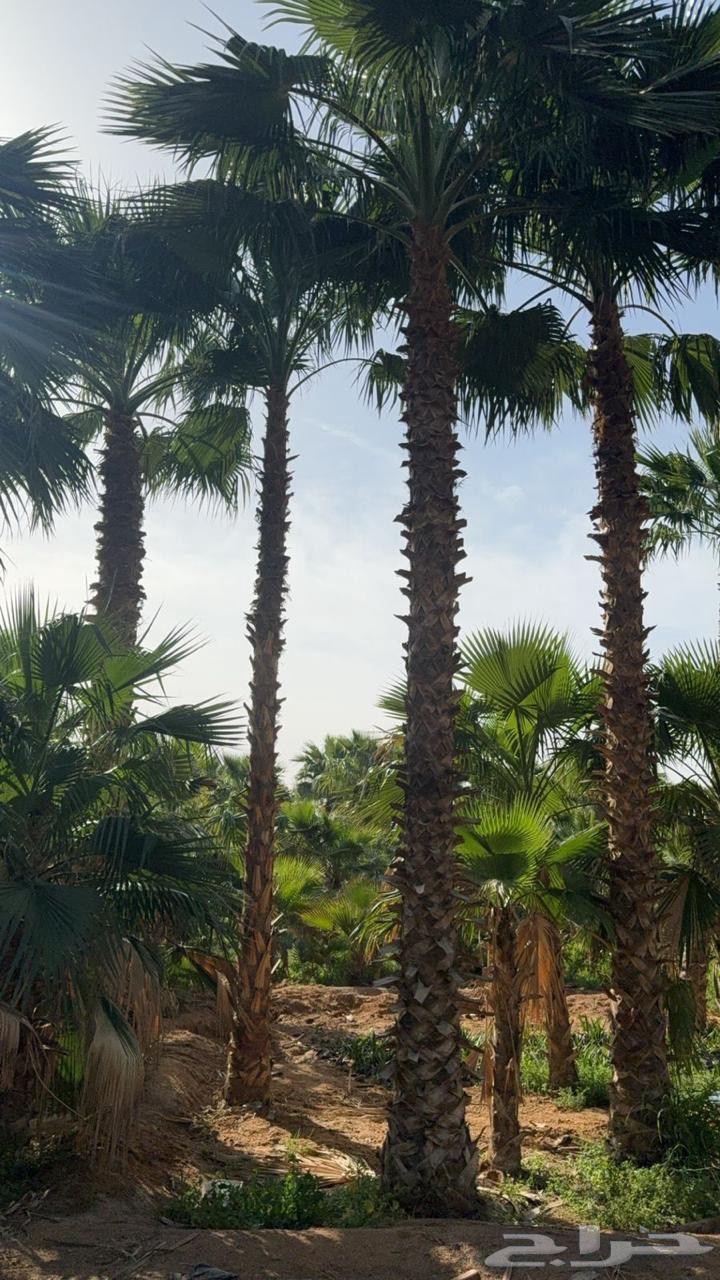 زراعه نخل واشنطونيا63112695857281112