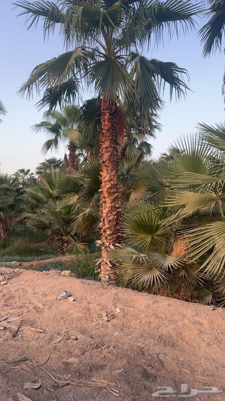 زراعه نخل واشنطونيا63112695857281111