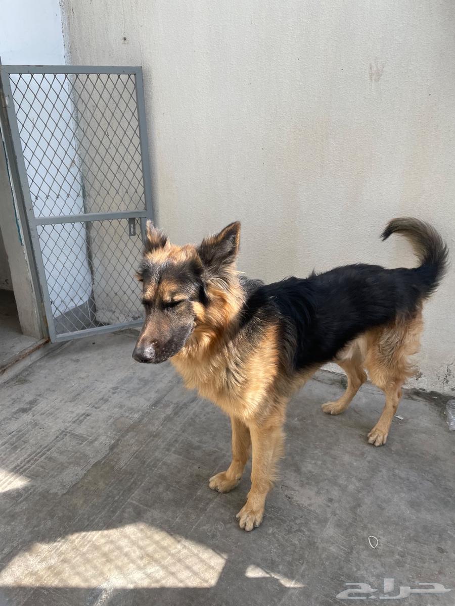 German Shepherd63114927038081114
